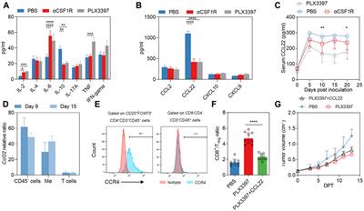 Pexidartinib synergize PD-1 antibody through inhibiting treg infiltration by reducing TAM-derived CCL22 in lung adenocarcinoma